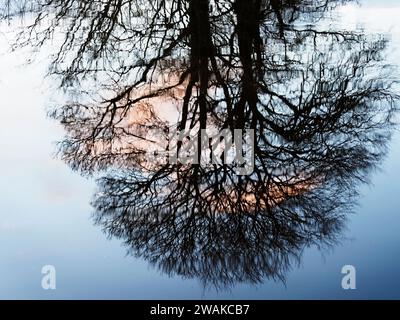 Reflets d'arbres d'hiver à Ripon Canal Ripon North Yorkshire Angleterre Banque D'Images