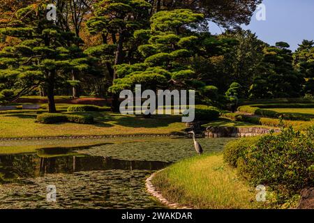 un héron gris veille sur le calme étang de nénuphars des jardins formels de l'est du palais impérial de tokyo par un jour ensoleillé d'automne Banque D'Images