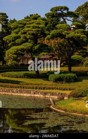 un héron gris veille sur le calme étang de nénuphars des jardins formels de l'est du palais impérial de tokyo par un jour ensoleillé d'automne Banque D'Images