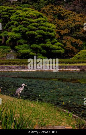 un héron gris veille sur le calme étang de nénuphars des jardins formels de l'est du palais impérial de tokyo par un jour ensoleillé d'automne Banque D'Images