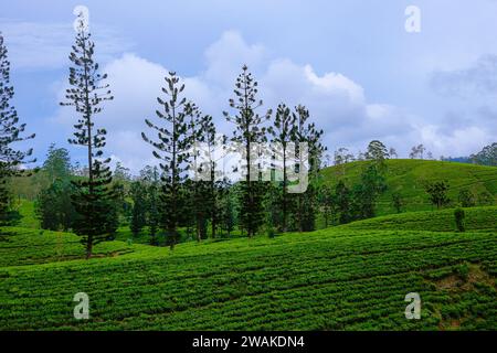 On trouve des pins qui poussent entre les plantations de thé dans les hautes terres du Sri Lanka Banque D'Images