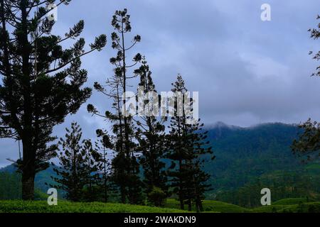 On trouve des pins qui poussent entre les plantations de thé dans les hautes terres du Sri Lanka Banque D'Images