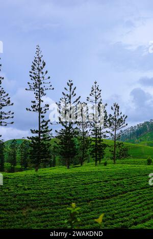 On trouve des pins qui poussent entre les plantations de thé dans les hautes terres du Sri Lanka Banque D'Images