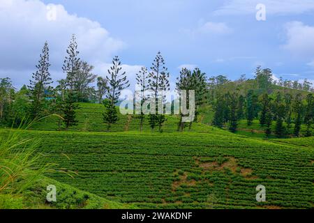 On trouve des pins qui poussent entre les plantations de thé dans les hautes terres du Sri Lanka Banque D'Images