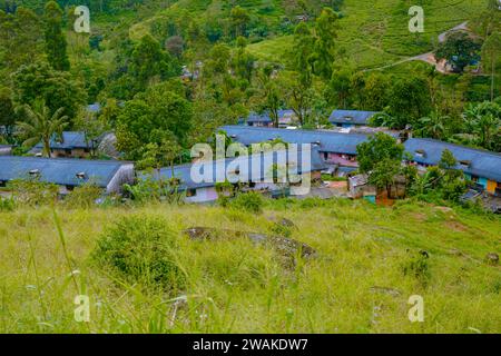 Quartiers de travail et paysage de plantation de thé vert à nuwara eliya sri Lanka Banque D'Images