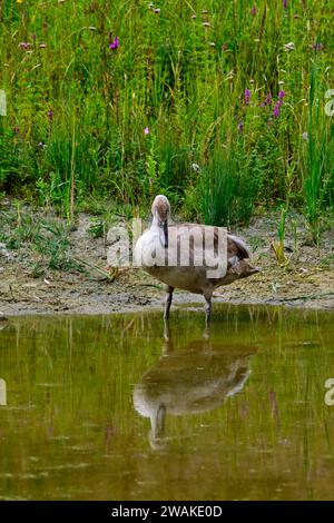 France, somme, Baie de somme, Réserve naturelle de la Baie de somme, Parc ornithologique du Marquenterre, Saint-Quentin-en-Tourmont Banque D'Images