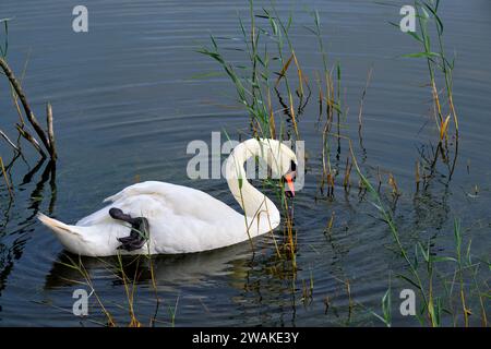 France, somme (80), Baie de somme, Réserve naturelle de la Baie de somme, Parc ornithologique du Marquenterre, Saint-Quentin-en-Tourmont, cygne muet Banque D'Images