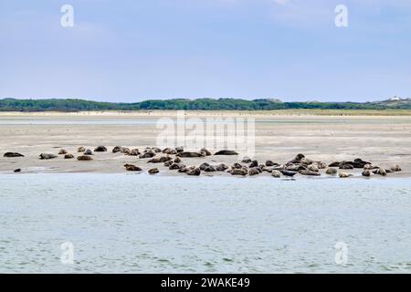 France, pas-de-Calais, Berck-sur-mer, phoque commun Banque D'Images