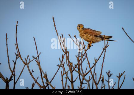 Kestrel perché dans un arbre avec un ciel bleu en arrière-plan. Banque D'Images