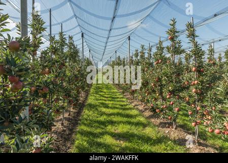 Verger de pommiers sur le lac de Constance avec des pommes rouges mûres (malus domestica), protégé par un filet de grêle, Kressbronn am Bodensee, Baden-Wuerttemberg, Allemagne Banque D'Images