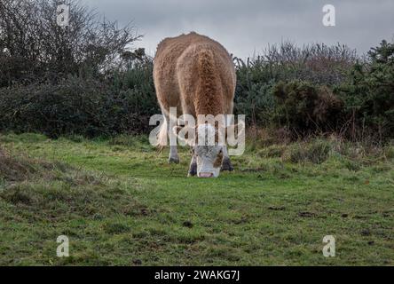 Bullock broutant en hiver sur les South Downs - 2024 Banque D'Images