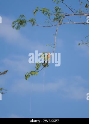 Un oiseau majestueux perché au sommet des branches d'un grand arbre, se profilant contre un ciel bleu vif. Banque D'Images