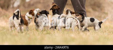 emportez Jack Russell Terrier. Dog sitter marche avec de nombreux chiens en laisse dans la belle nature en saison printemps Banque D'Images