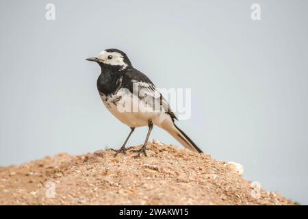 Pied wagtail branche perchée sur pile de sciure, au royaume-uni, en été Banque D'Images