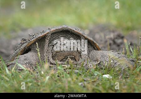 Snapping Turtle dans l'herbe Banque D'Images