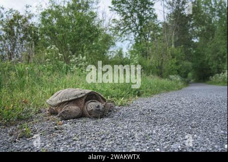 Snapping Turtle dans l'herbe Banque D'Images