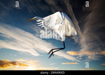 Un grand Egret ; Ardea alba avec des nuages de haut niveau et des contrails au-dessus d'Ambleside, Lake District, Royaume-Uni. Banque D'Images