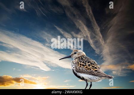 Un Dunlin ; Calidris alpina ; avec des nuages de haut niveau et des contrails au-dessus d'Ambleside, Lake District, Royaume-Uni. Banque D'Images