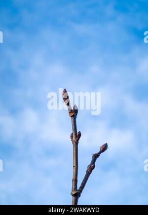 Branche bourgeonnante de Horse Chestnut contre le ciel bleu Banque D'Images