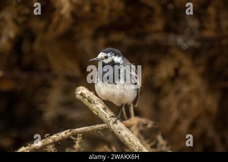 Pied wagtail branche perchée sur un arbre dans une forêt, au royaume-uni, en été Banque D'Images