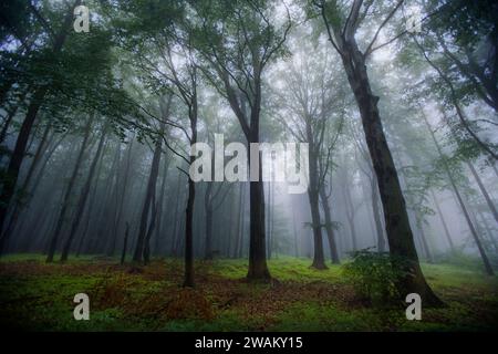 Paysage brumeux, district de Harz, Saxe-Anhalt, Allemagne, Europe Banque D'Images