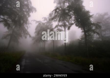 Paysage brumeux, district de Harz, Saxe-Anhalt, Allemagne, Europe Banque D'Images