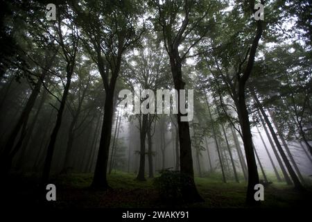 Paysage brumeux, district de Harz, Saxe-Anhalt, Allemagne, Europe Banque D'Images