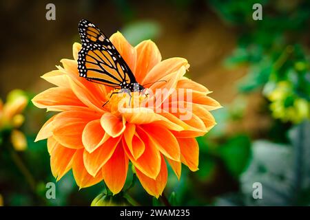 Papillon coloré sur une fleur orange avec fond vert Banque D'Images