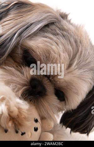 photographie, morsure, chien de race pure, animal de compagnie, jouet de chien, portrait, regarder, jouet, petit, gros plan, reposant, pur-sang, regardez, amical Banque D'Images