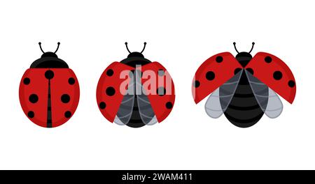 Mignon insecte coccinelle rouge mis sur une feuille ou volant isolé sur fond blanc. Illustration vectorielle. Illustration de Vecteur