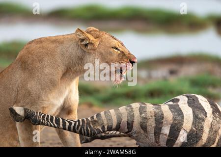 Vue de côté du visage sanglant d'une lionne se nourrissant d'une tuerie de zèbre fraîche au parc national du Serengeti, en Tanzanie Banque D'Images