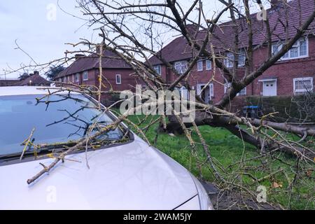 Londres, Royaume-Uni. Londres, Royaume-Uni. 5 janvier 2024. Les branches d'un arbre tombé se trouvent sur le pare-brise d'une voiture dans le sud de Londres alors que les fortes pluies d'hier ont affaibli les arbres endommagés par la tempête Henk. Crédit : Photographie de onzième heure / Alamy Live News Banque D'Images