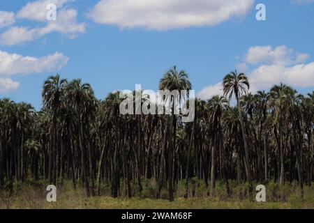 Palmeras Yatay dans le Parc National entre Rios Argentine Banque D'Images