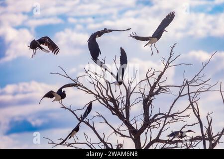 La cigogne d'Abdimi (Ciconia abdimii) volant du toit à l'aube, parc transfrontalier de Kgalagadi, Kalahari, Afrique du Sud Banque D'Images