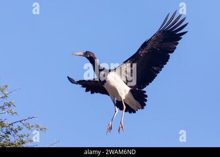 Cigogne d'Abdimi (Ciconia abdimii) en vol, parc transfrontalier de Kgalagadi, Kalahari, Afrique du Sud Banque D'Images