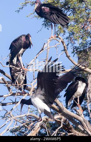 Cigogne d'Abdim's Stork (Ciconia abdimii), parc transfrontalier de Kgalagadi, Kalahari, Afrique du Sud Banque D'Images