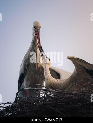 Les deux cigognes blanches perchées dans un nid fait de brindilles et de branches. Banque D'Images