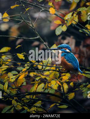 Un oiseau kingfisher perché sur une branche d'arbre parmi les feuilles vertes luxuriantes et sèches. Banque D'Images