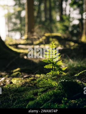 Un jeune arbre vibrant qui pousse dans la forêt verdoyante entourée de roches moussues. Banque D'Images