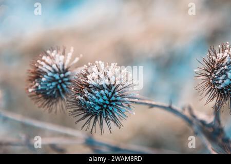 Plantes de chardon sec couvertes de neige sur un matin d'hiver givré et ensoleillé, gros plan Banque D'Images