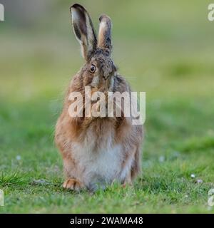 Un shot intime d'un lièvre brun, assis, lavant son visage avec ses pattes ensemble. Un joli coup comique d'un animal sauvage timide. Suffolk, Royaume-Uni Banque D'Images