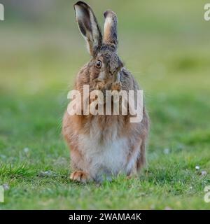 Un shot intime d'un lièvre brun, assis, lavant son visage avec ses pattes ensemble. Un joli coup comique d'un animal sauvage timide. Suffolk, Royaume-Uni Banque D'Images