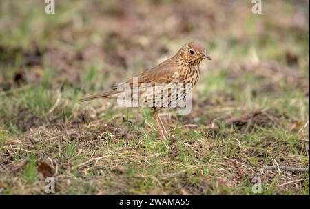 Mistle thrush, Turdus visciphorus, sur l'herbe au royaume-uni au printemps Banque D'Images