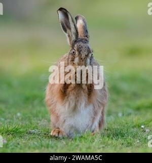 Un shot intime d'un lièvre brun, assis, lavant son visage avec ses pattes ensemble. Un joli coup comique d'un animal sauvage timide. Suffolk, Royaume-Uni Banque D'Images