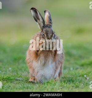 Un shot intime d'un lièvre brun, assis, lavant son visage avec ses pattes ensemble. Un joli coup comique d'un animal sauvage timide. Suffolk, Royaume-Uni Banque D'Images