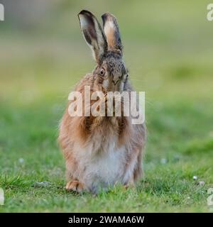 Un shot intime d'un lièvre brun, assis, lavant son visage avec ses pattes ensemble. Un joli coup comique d'un animal sauvage timide. Suffolk, Royaume-Uni Banque D'Images