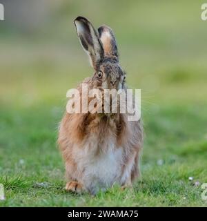 Un shot intime d'un lièvre brun, assis, lavant son visage avec ses pattes ensemble. Un joli coup comique d'un animal sauvage timide. Suffolk, Royaume-Uni Banque D'Images