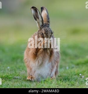 Un shot intime d'un lièvre brun, assis, lavant son visage avec ses pattes ensemble. Un joli coup comique d'un animal sauvage timide. Suffolk, Royaume-Uni Banque D'Images