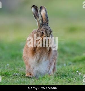 Un shot intime d'un lièvre brun, assis, lavant son visage avec ses pattes ensemble. Un joli coup comique d'un animal sauvage timide. Suffolk, Royaume-Uni Banque D'Images