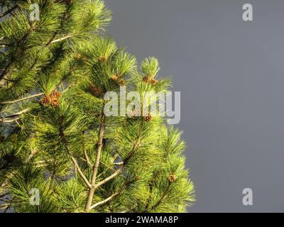 Aiguilles et pins d'un pin Ponderosa, Pinus ponderosa, dans la lumière dorée de l'après-midi Banque D'Images